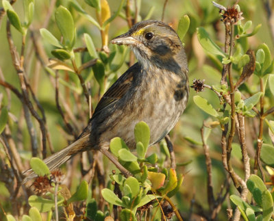 SEASIDE SPARROW