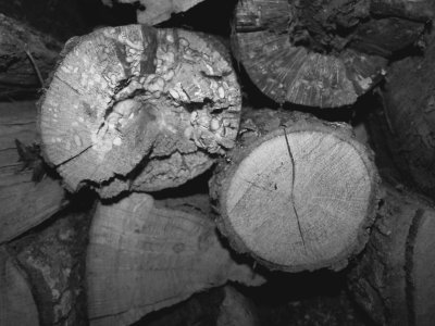 Woodpile in Black and White - August 1 2008.jpg