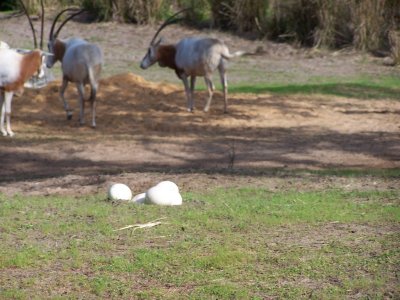 AK - Kilimanjaro Safari 19.jpg