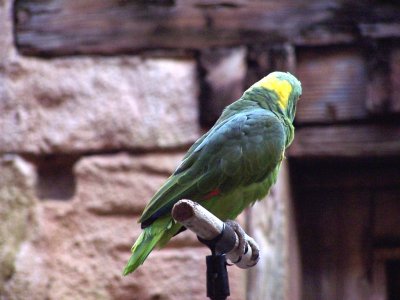 AK - Flights of Wonder 9.jpg