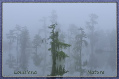 Louisiana Nature and Wildlife