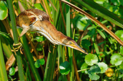 Least Bittern - Out For Lunch !