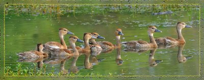 Black Bellied Whistling Ducks - Young