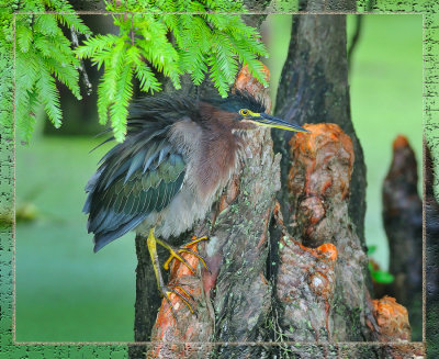 Another Green Heron