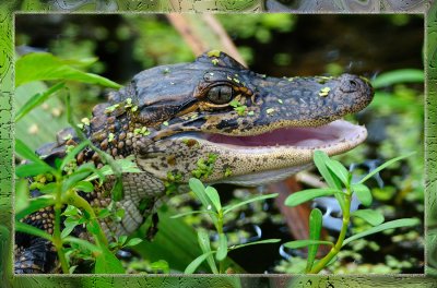 Young Louisiana Alligator