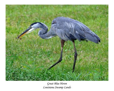 Great Blue Heron