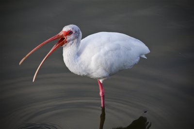 Ibis