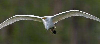 Egret on Nest Gathering Run