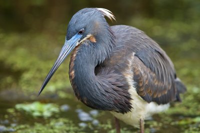 Tri Colored Heron