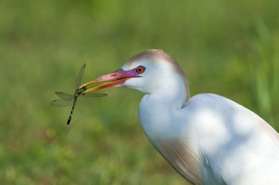 Cattle Egret in Mating Colors with Dragonfly