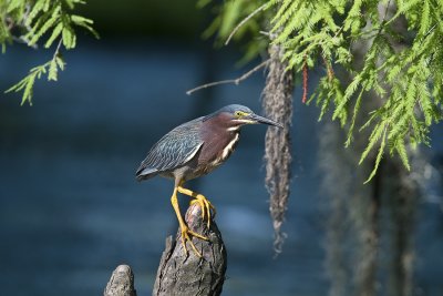 Green Heron on a Cypress Knee