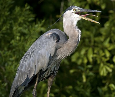 Great Blue Heron