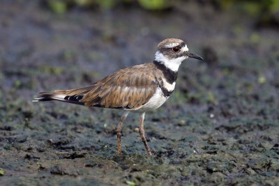 Killdeer