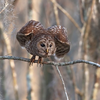 A Sharp Clawed Owl