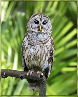 (Another) Barred Owl