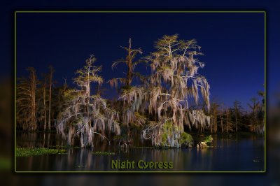 Night Cypress 2