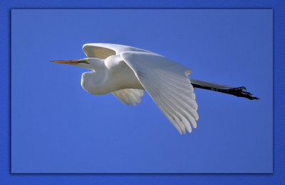 Egret Flying in the Big Blue Sky