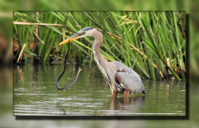 GBH vs Water Snake