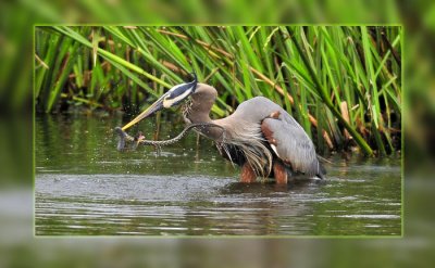 Great Blue Heron and Angry Snake