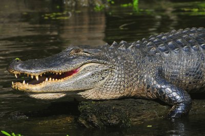 Louisiana Alligator - Super Sized