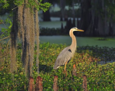 Great Blue Heron in Early Morning Sunlight