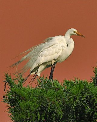 Tree Top Egret