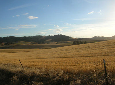 Wheat field near Troy, ID