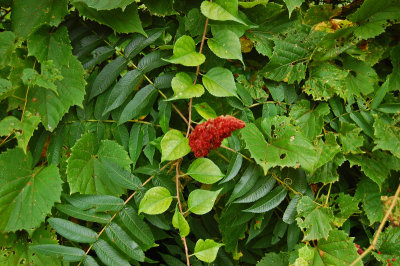 Staghorn Sumac surrounded