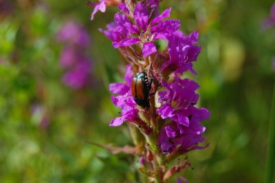 Purple Loosestrife with visitor