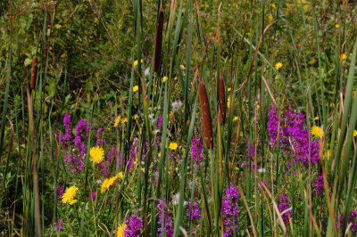 Purple Loosestrife and Cattails