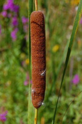 Cattail starting to puff out