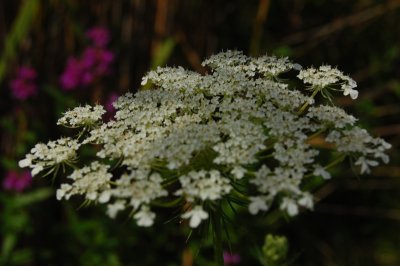 Queen Anne's Lace