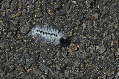 Spotted Apatelodes Caterpillar