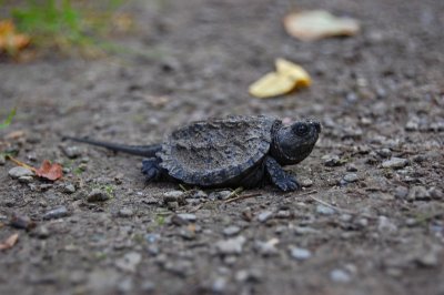 Snapping Turtle Hatchling