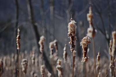 Cattail remains II