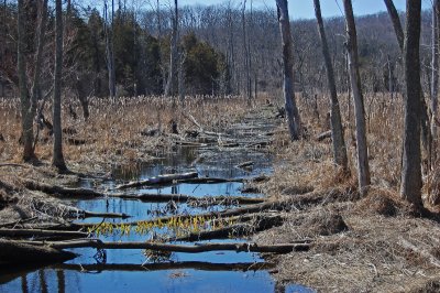 Where the muskrats play