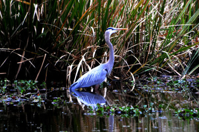 I'M A BLUE HERON