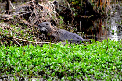 THE NUTRIA