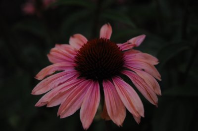 THE CONE FLOWER