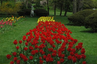 THE TULIP BEDS