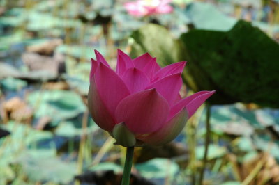 Borneo, Lotus