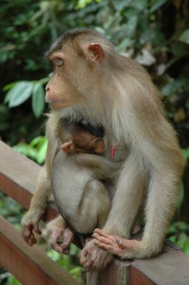 Borneo, Sepilok