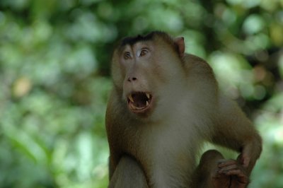 Borneo, Sepilok