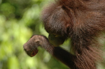 Borneo, Sepilok