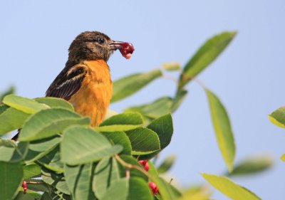 oriole de baltimore IMG_0204c.jpg