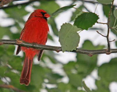 cardinal rouge MG_8265c.jpg