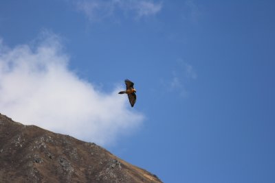 An eagle over Langtang Valley