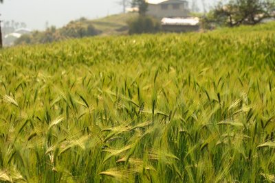 Barley field - Melamchi Gaon