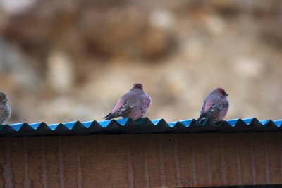 Rose finches