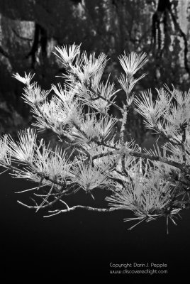 Pine needles over water